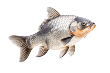 Closeup of fresh common carp fish with detailed scales and fins, isolated on white transparent background, concept of aquatic life