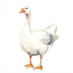 Illustration of the Domestic Goose, soft watercolor tones, white background, detailed illustration, cartoonish.