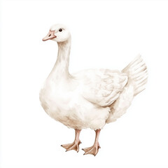 Obraz premium Illustration of the Domestic Goose, soft watercolor tones, white background, detailed illustration, cartoonish.