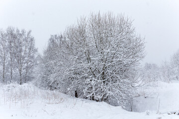 Fototapeta premium landscape on a spring day with plants under snow