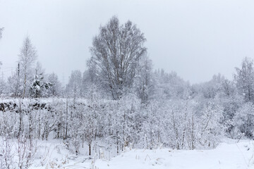 day with plants under snow after a snowfall