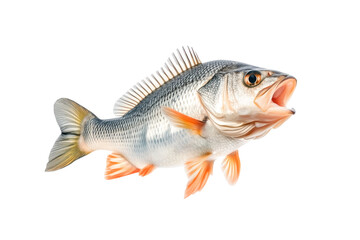 Golden Perch fish with open mouth, detailed fins and scales isolated on white transparent background. Concept of marine wildlife and fishing