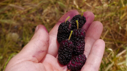 Summer berry. Ripe black mulberries in palm.