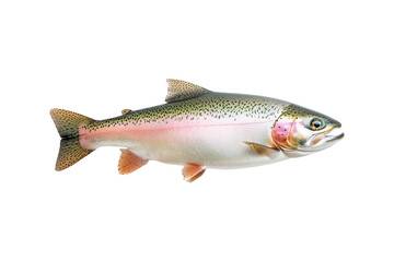 Naklejka premium Closeup of a colorful rainbow trout fish with spotted scales, fins and open mouth isolated on white transparent background, concept of wildlife