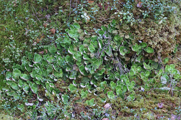 Peltigera aphthosa, commonly known as dog lichen, leafy lichen, felt lichen or common freckle pelt