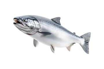 Silver salmon fish with fine details, textured scales and fins isolated on white transparent background. Concept of aquatic life