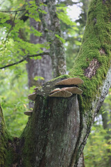 Daedalea quercina, commonly known as oak mazegill or maze-gill fungus, polypore fungus from Finland