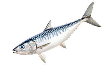 Fresh Spanish mackerel fish with detailed scales and fins isolated on white transparent background. Concept of seafood and marine life