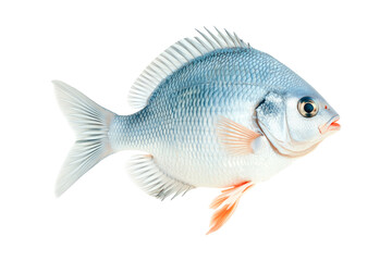 Obraz premium Vibrant orange and white Tilapia fish with detailed scales and fins isolated on white transparent background, representing marine life beauty