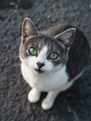 Obraz premium Gray and White Cat with Green Eyes
