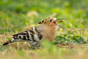 Eurasian hoopoe bird is eating an insect