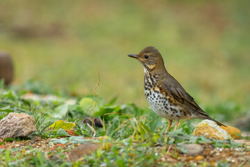 Japanese thrush female on the ground in Taiwan
