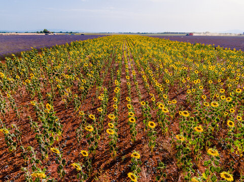 Aerial view of sunflowers and lavender, France