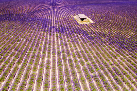 Aerial drone view of lavender field, Provence, France