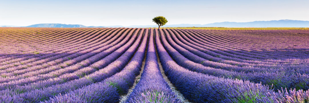 Panoramic of lavender field in bloom and tree, Provence, France