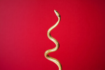 Fototapeta premium Golden snake on a red background, Chinese New Year concept