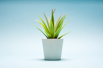 Green cactus plant in white pot on blue background