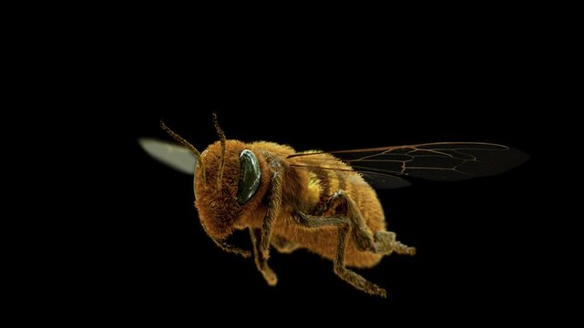 Honey bee flying in a seamless loop with a clean alpha channel, shot from a perspective angle to capture macro details like wings and hairs. Perfect for customizable backgrounds in nature, honey, and 