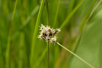 Saltmarsh bulrush flower