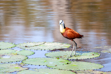 African Jacana standing on a lily pad