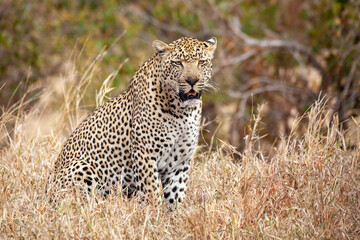 Old male Leopard sitting in the African bush