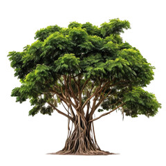 tree illustration isolated