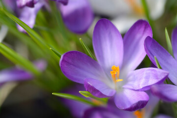 Crocus Ruby Giant flower