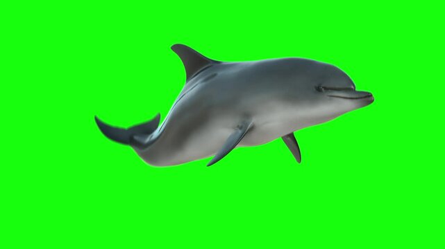 Isolated bottlenose dolphin swimming in a seamless loop, captured from a frontal view on a green screen. Perfect for customizable backgrounds in marine, ocean, and wildlife projects