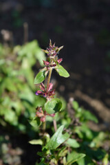 Common Selfheal flower buds