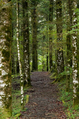 富士山麓　西臼塚の美しいブナ林