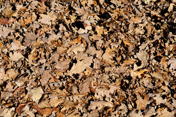 Ground covered with a layer of dry leaves in warm autumn tones