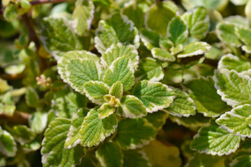 Swedish ivy Marginatus leaves
