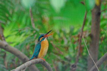 カワセミのいる春