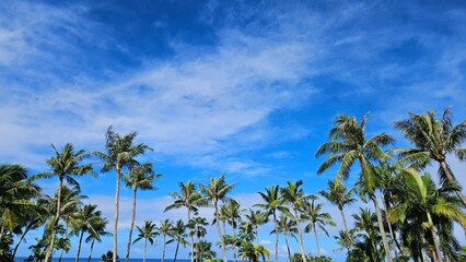 Exotic atmosphere with beautiful palm trees and beautiful sea