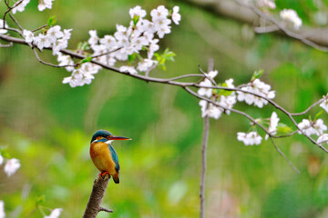 桜の下で翡翠と