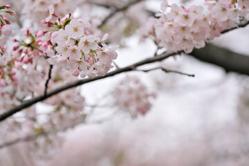 春の桜並木