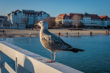 Sopot, Poland - December 25 2024 