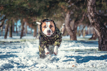adult dog of the Pit Bull terrier breed running fast in a winter park raising whirlwinds of snow