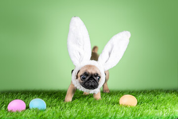 pug puppy with rabbit ears on his head next to Easter colored colored eggs on a green background...