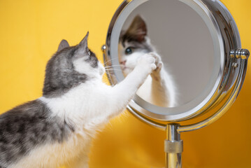 funny silver-white kitten looking in surprise in a cosmetic mirror with magnification effect