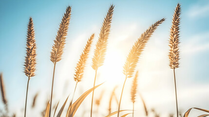 Golden Grasses Reach for the Sunlight Against a Clear Blue Sky