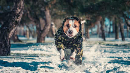 adult dog of the Pit Bull terrier breed running fast in a winter park raising whirlwinds of snow