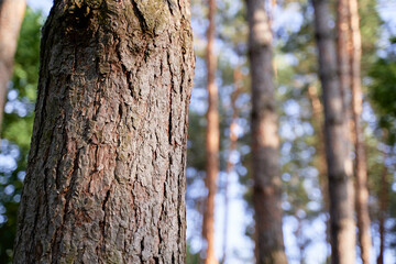 Close-Up View of Tree Bark in a Sunlit Forest