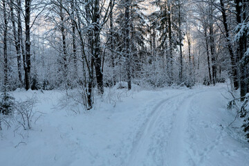 Fototapeta premium Winter