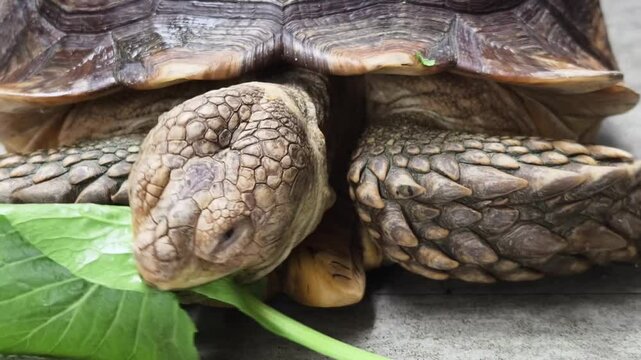Large brown sea turtle in its natural habitat