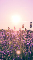 Lavender Field Blooms Vibrantly Under a Soft Pink and Golden Sunset Glow