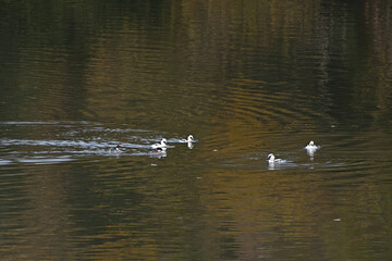 パンダの様な白黒模様になったミコアイサが泳いでいる池の風景