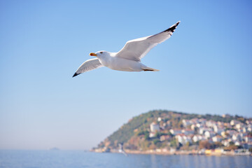 Gull birds flying over the sea