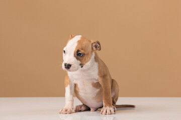 American Staffordshire Terrier puppy on a uniform background