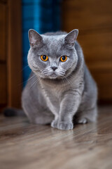 Rasowa kotka w czasie obserwacji